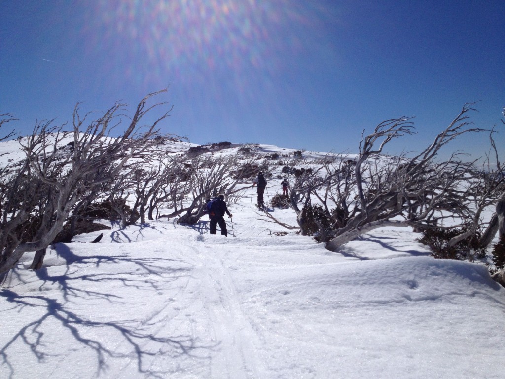 Damn gum trees