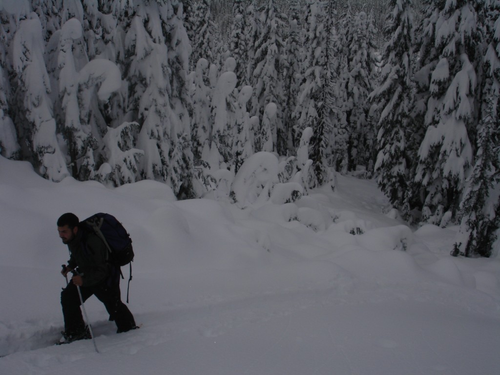 Dan skinning through the trees.