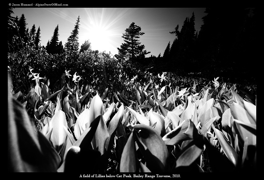 Hiking through the Lillies below Cat Peak