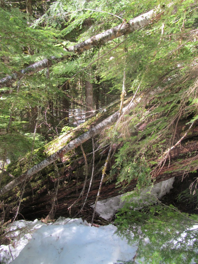 One of many ten foot diameter trees blocking my progress on the Kennedy Hot Springs Trail