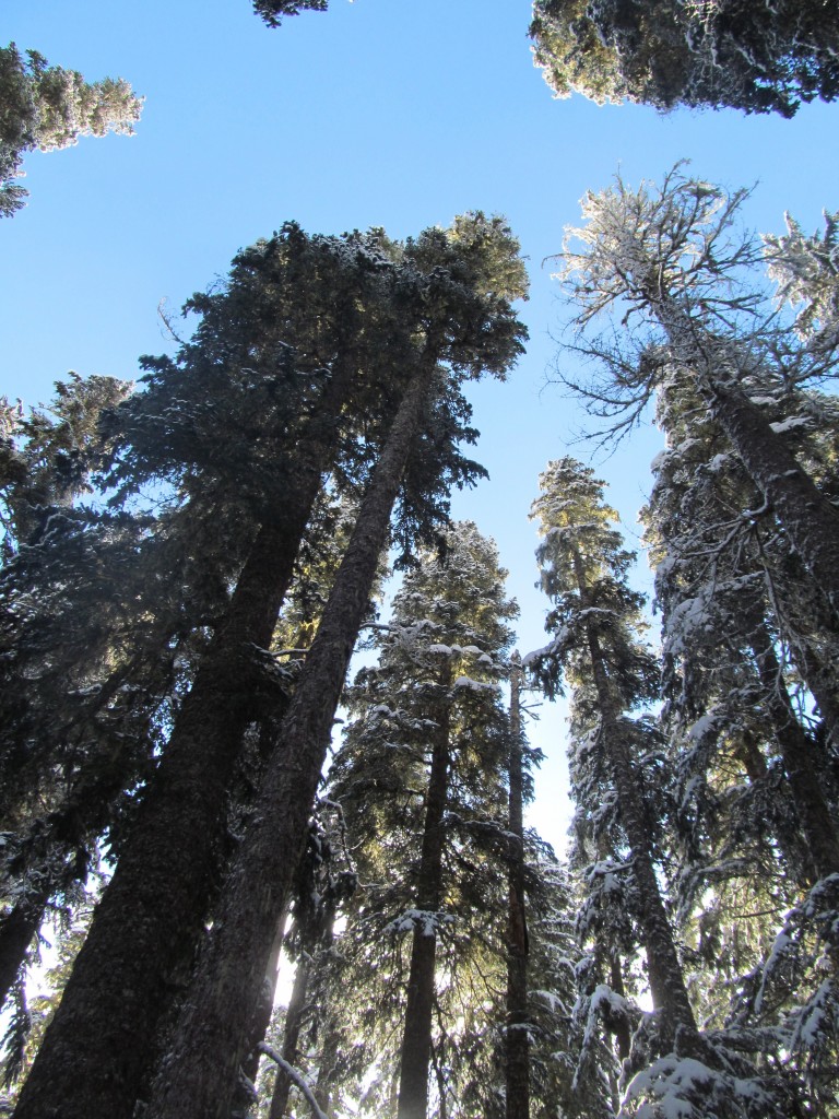 Enjoying the Old growth of Fryingpan Creek