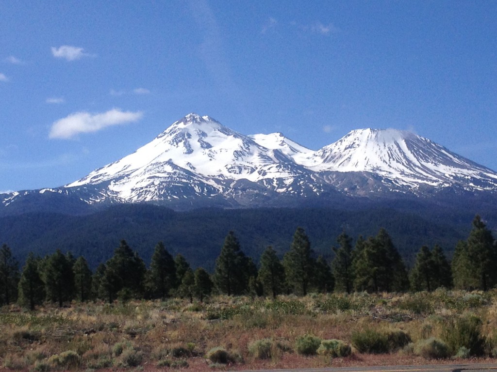 Shasta