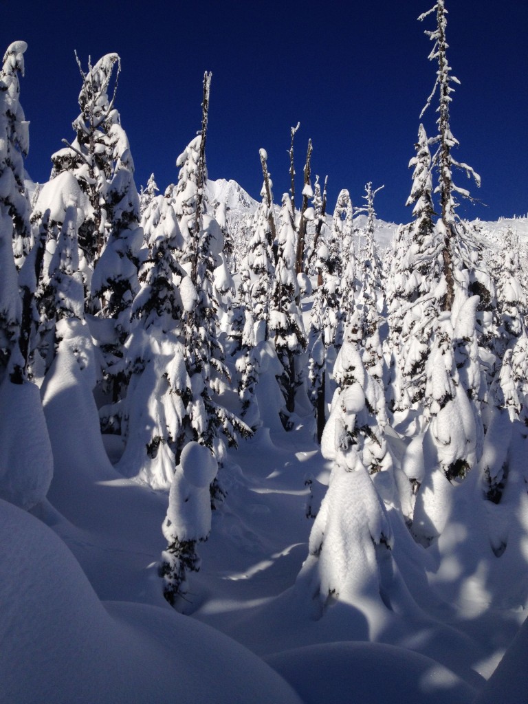 Rogers Pass Trees