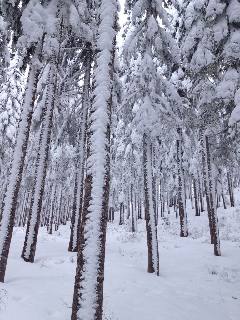 Looking at Wind Blasted trees