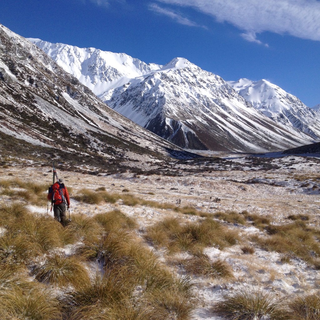 Land of the Golden Tussock