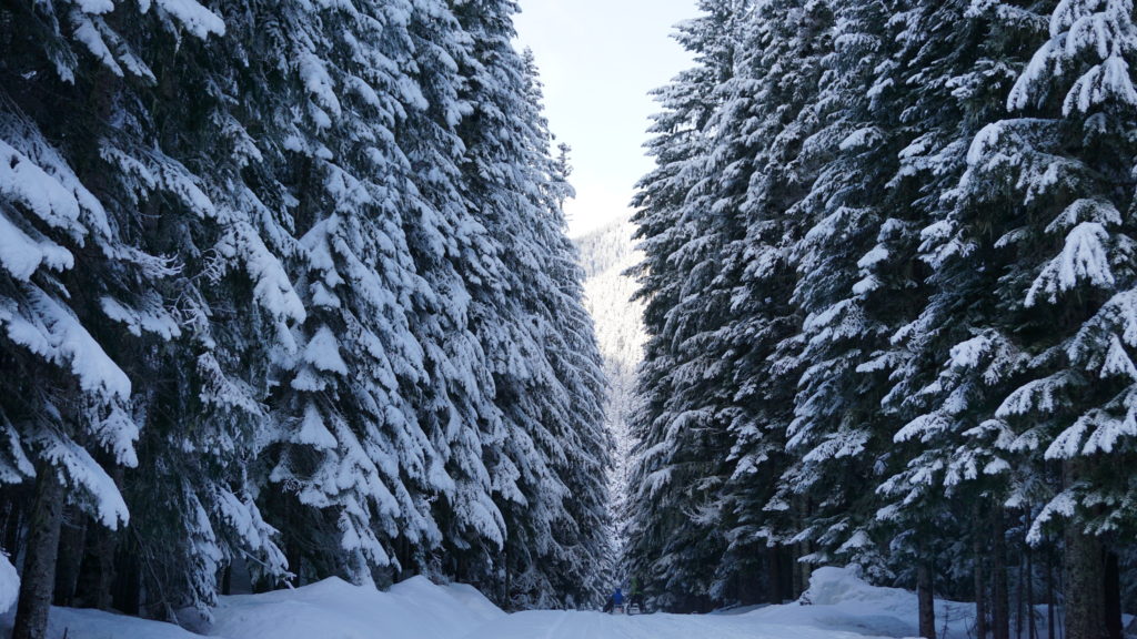 Snowmobiling up 410 in Mount Rainier National Park