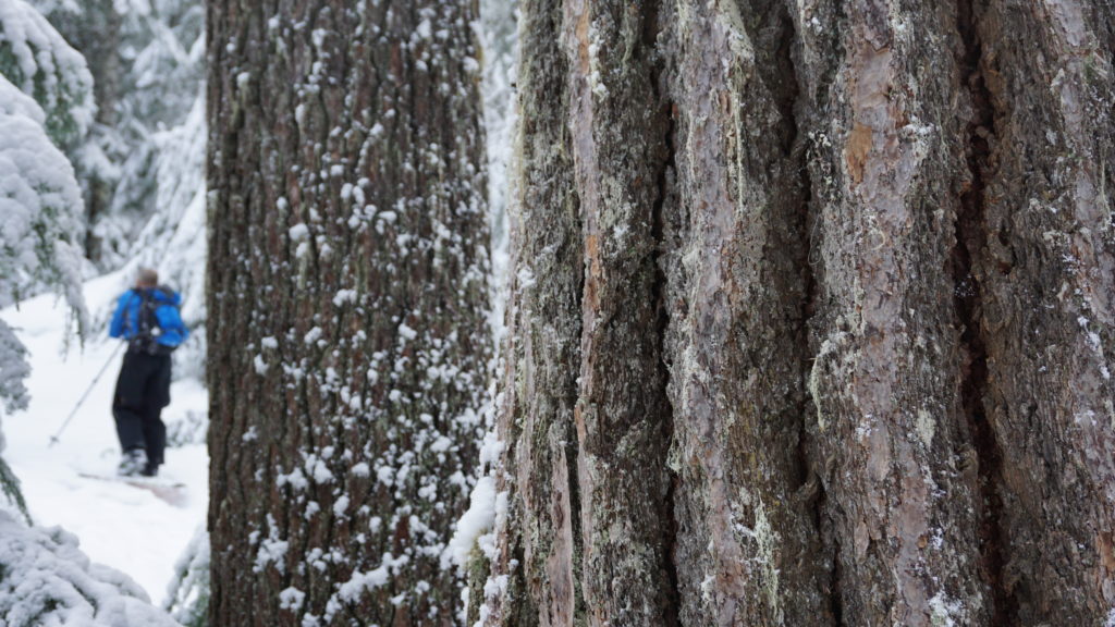 Boot skinning through Old Growth forest in Mount Rainier National Park