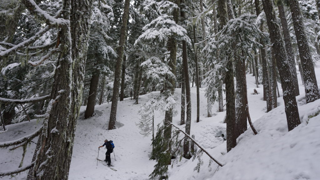 Putting in a skin track on the Owyhigh Lakes trail in Mount Rainier National Park