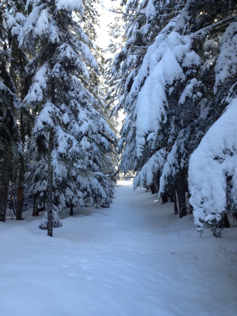 Snowmobiling to White River Campground on 410 in Mount Rainier National Park