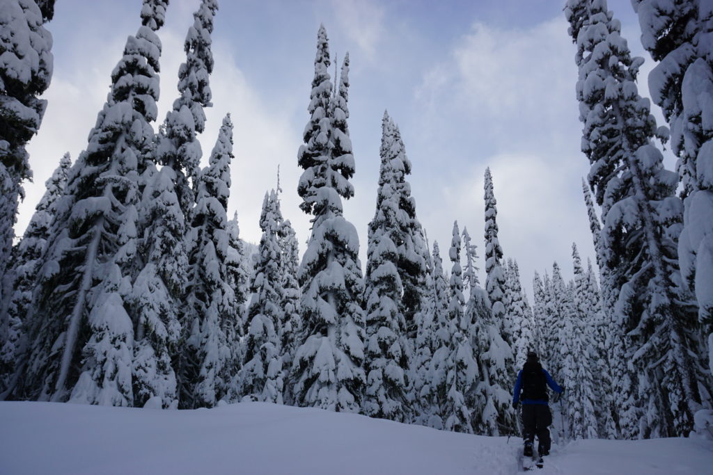 A fresh coat of snow in Silver Basin in the Crystal Mountain Backcountry