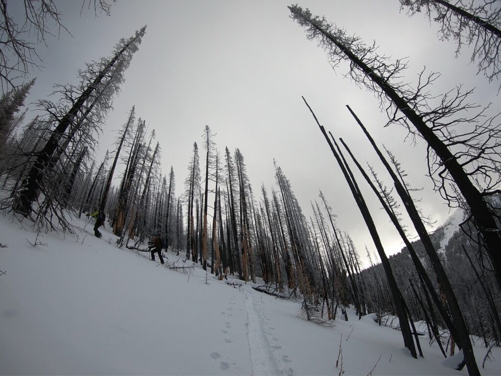 Skinning up the burnt trees on East Peak