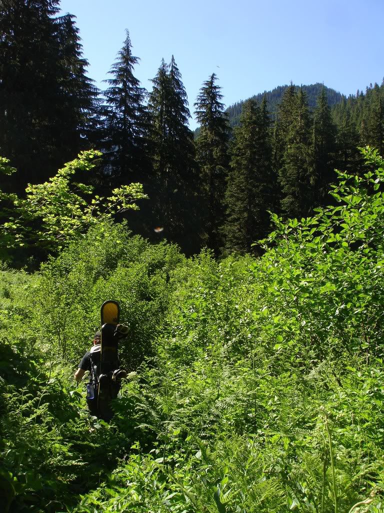 The Dense forest we had to Bushwhack through in Glacier Peak Wilderness