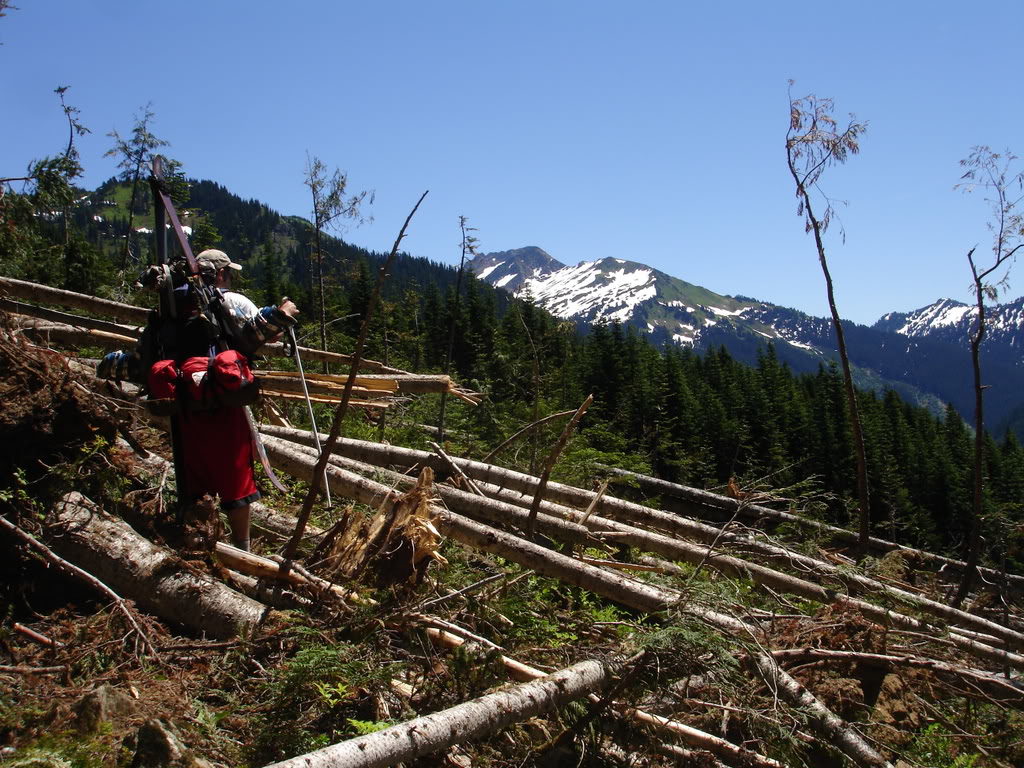 I have a feeling an avalanche went through here on the North Fork of the Sauk River Trail