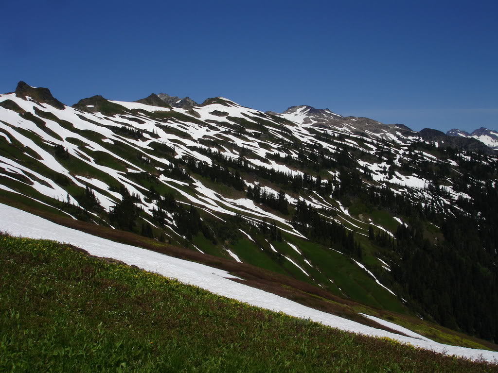 The contrast of Green and White at White Pass
