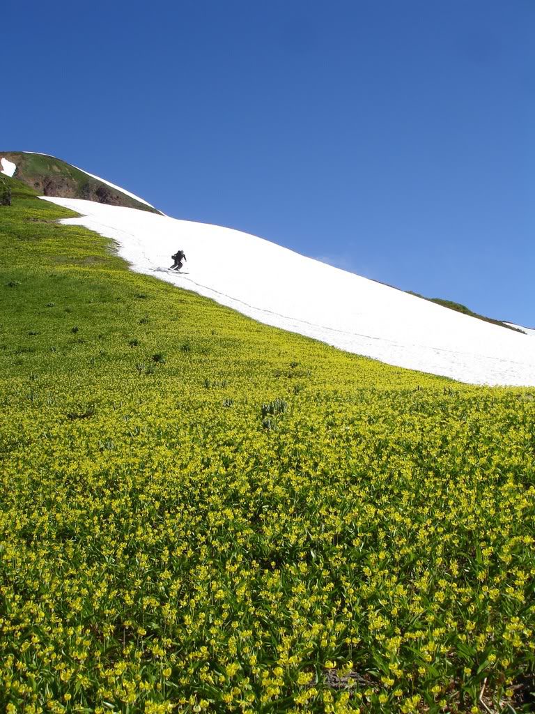 Taking a quick lap on White pass next to the Wild flowers in Glacier Peak Wilderness