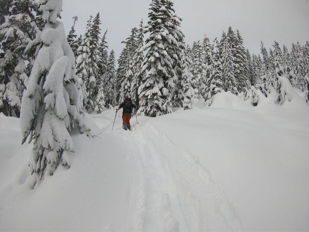 Skinning through trees up to Heather Ridge