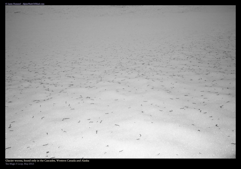 Glacier Worms on the Yawning Glacier