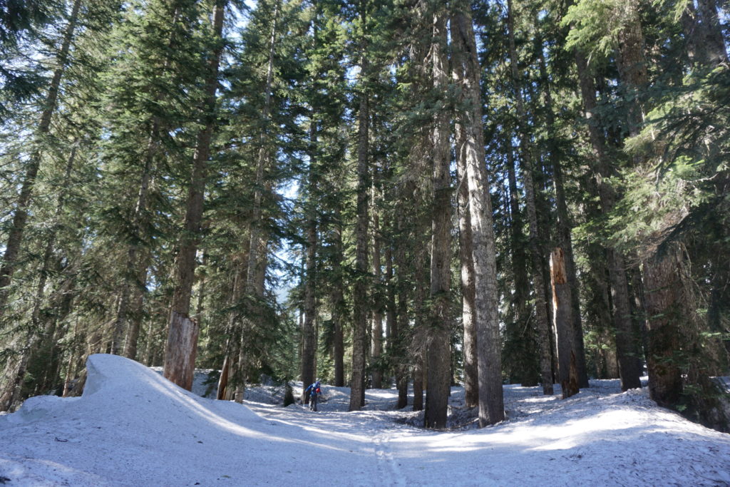 Heading up the Little Wenatchee trail