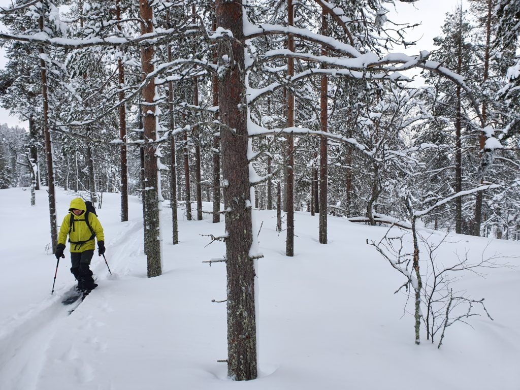 Skinning through the forest