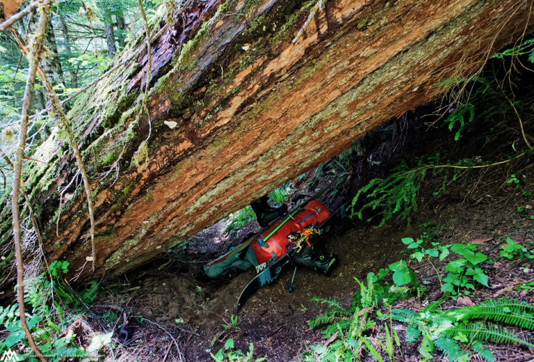 Old Growth trees on the PCT