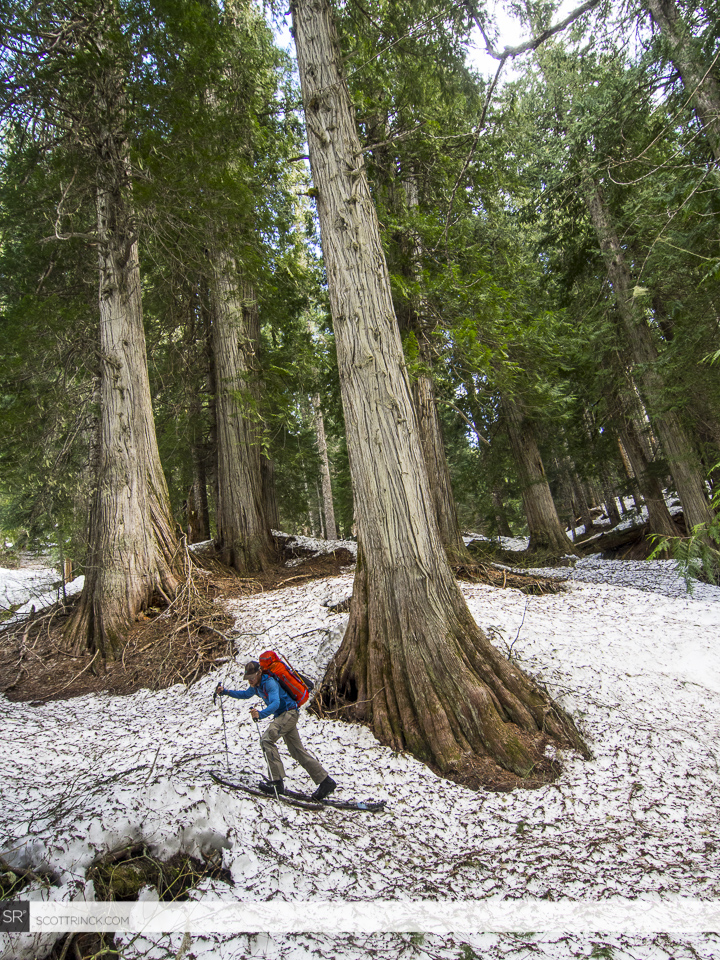 Making our way the Old Growth Forest