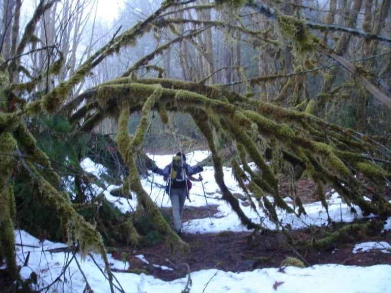 Hiking on the road through the moss covered forest