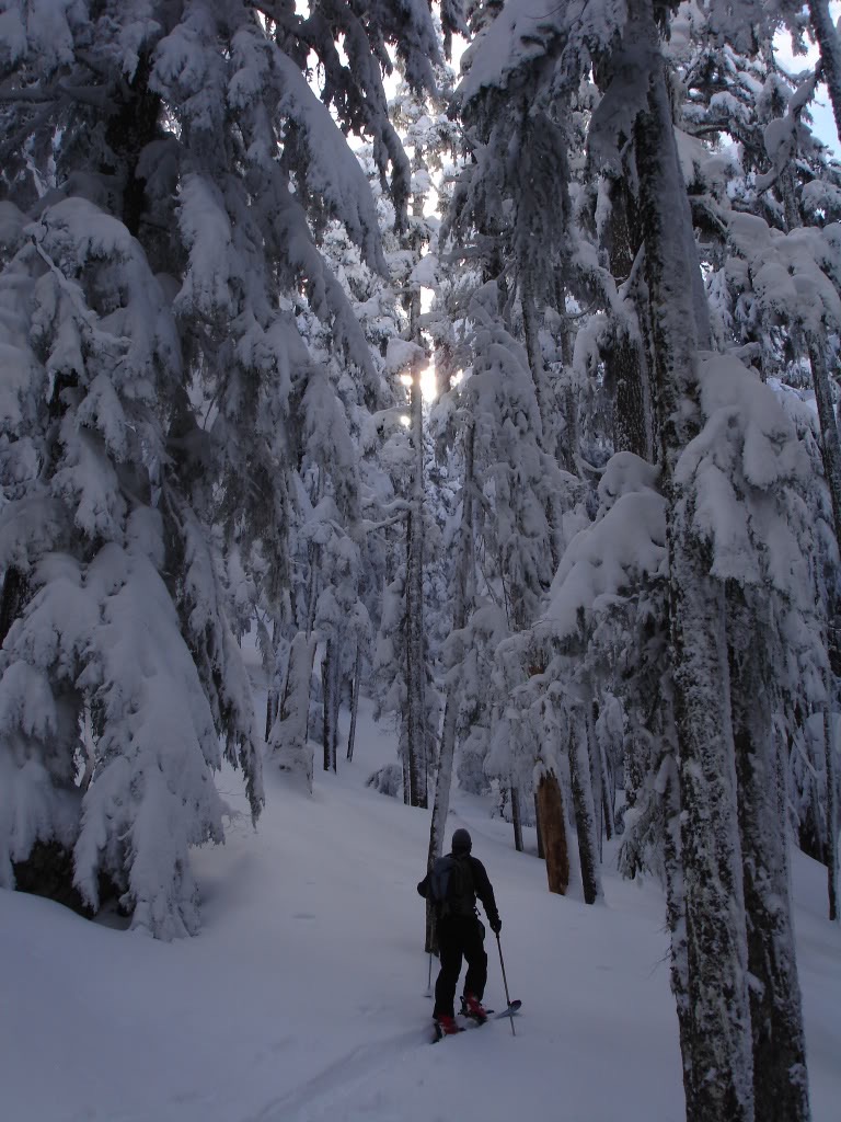 Joe skinning through the Old Growth Forest near Longmire