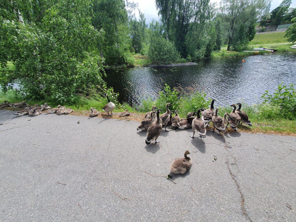 Locals at Savonlinna