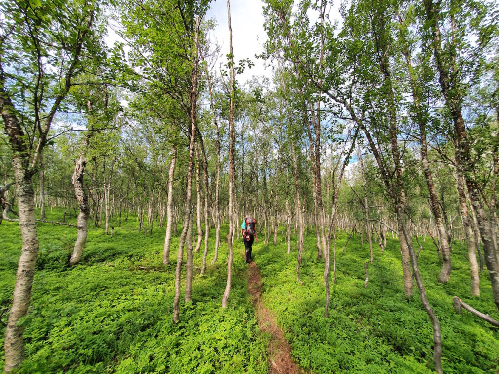 Following a trail summer hiking in the Lyngen Alps