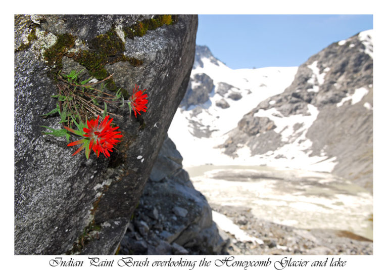Indian Paint brush and the Honeycomb Glacier and the end of the Dakobed Traverse