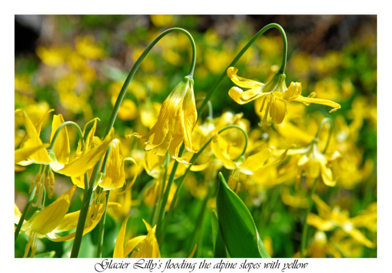 Glacier Lilly’s getting ready for spring in Glacier Peak Wilderness