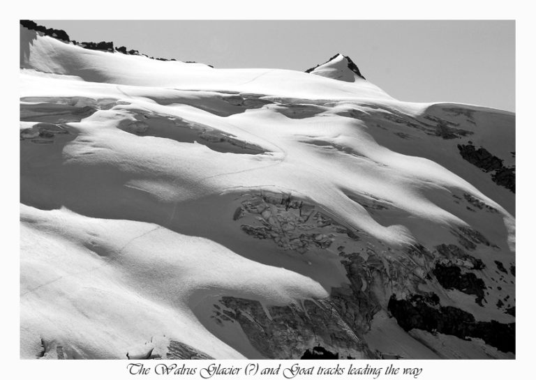 Goat tracks heading up the Walrus Glacier at the start of the Dakobed Traverse