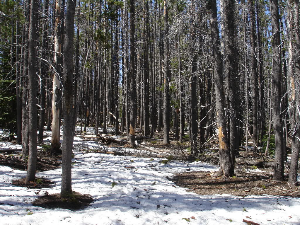 Finding snow near Pole Creek Trailhead