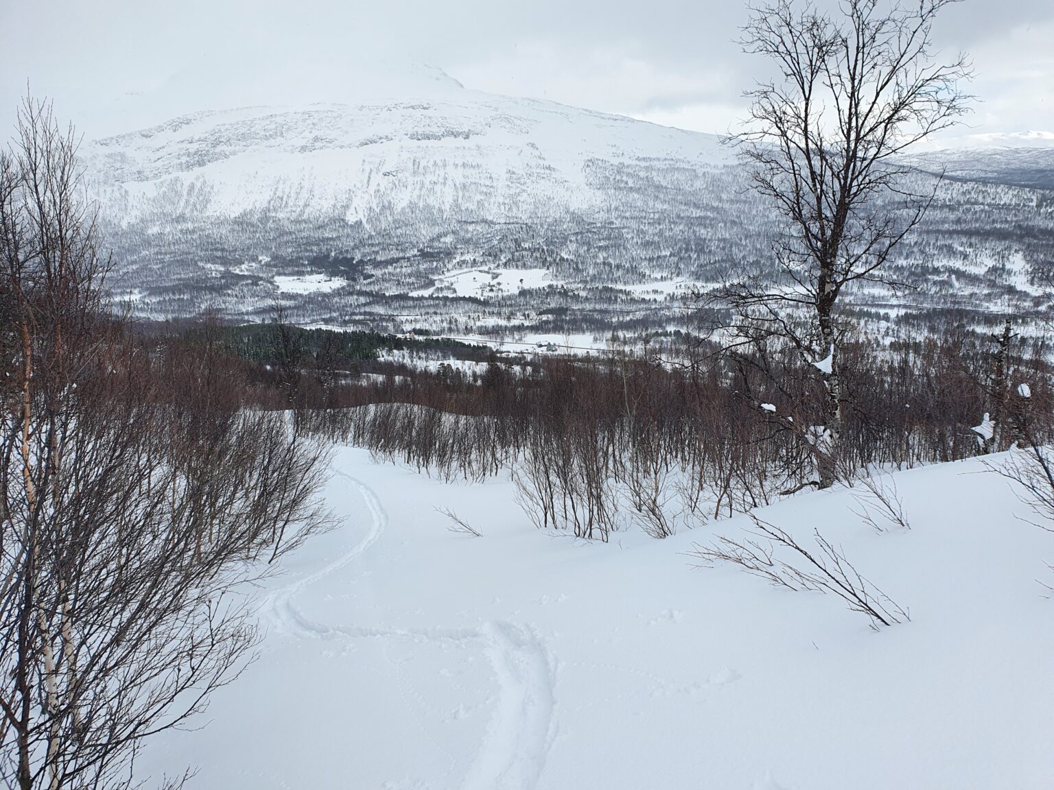 Ski touring up the forests on the southwest side of Háhttagáisi