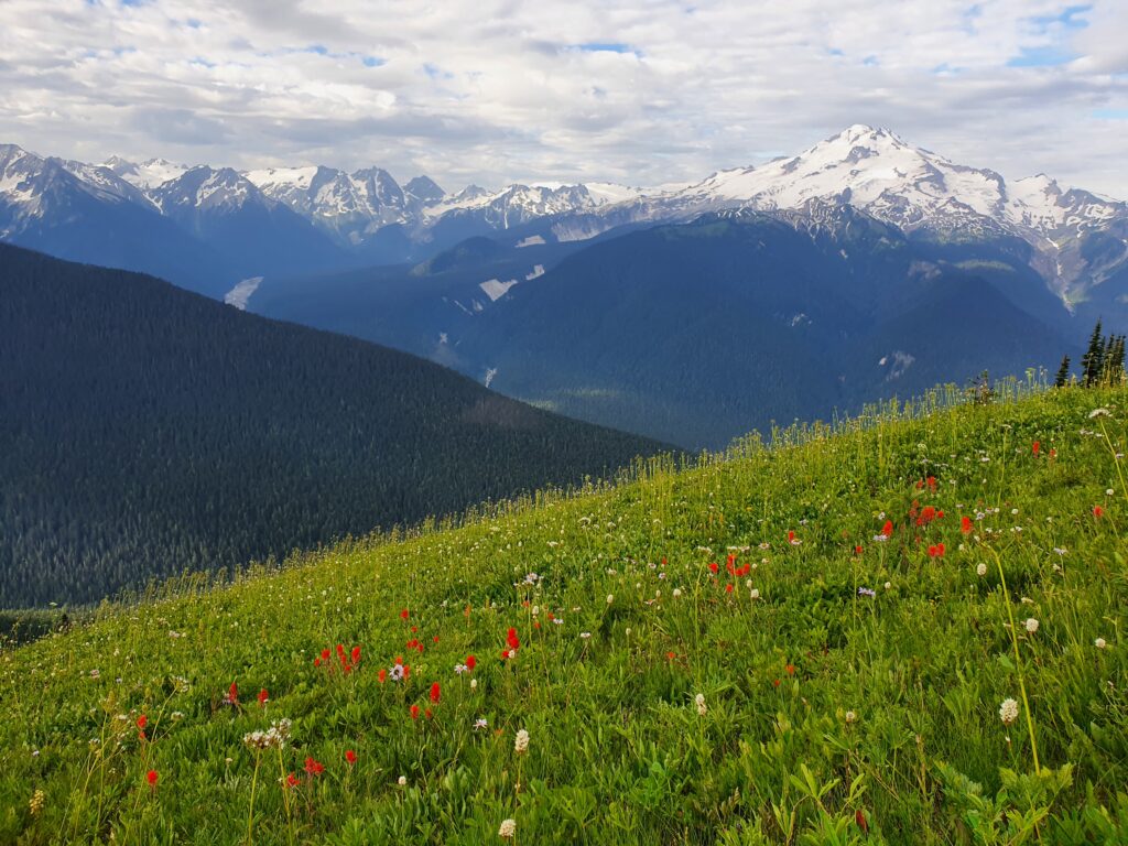 Glacier Peak and Wild flowers from the Image Lake trail