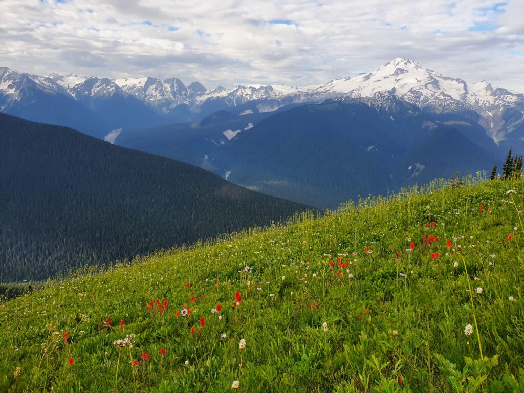 Glacier Peak and Wild flowers from the Image Lake trail