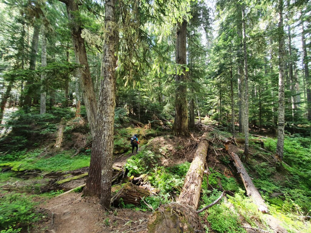 Hiking through Old Growth Forests