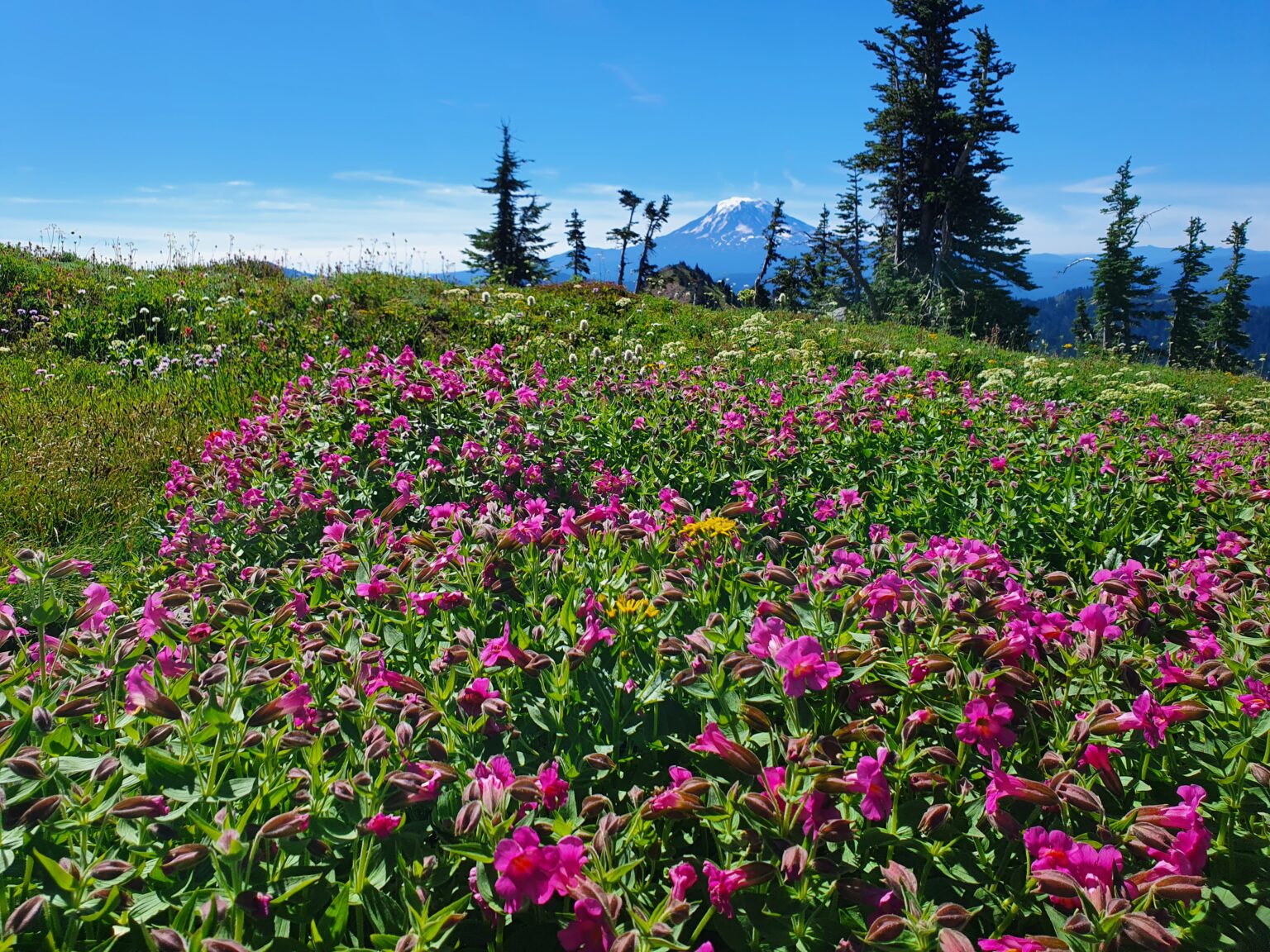 Mount Adams and wildflowers