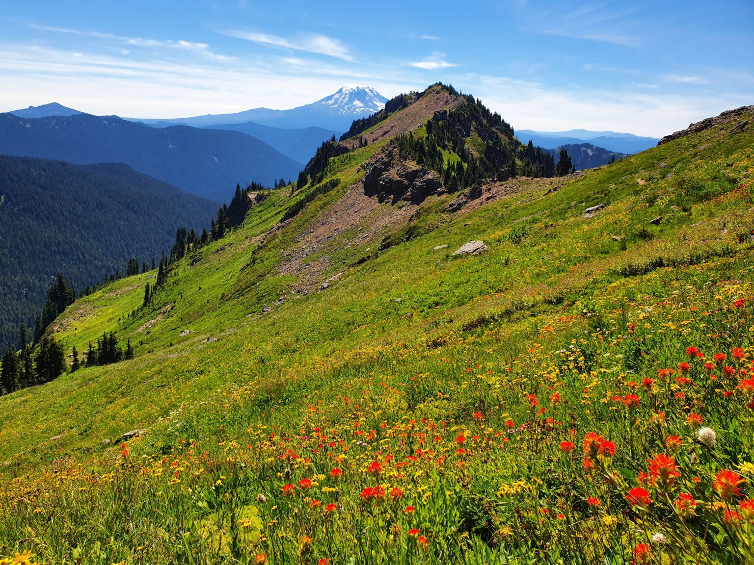 Looking at the Wild flowers in Goat Rocks Wilderness