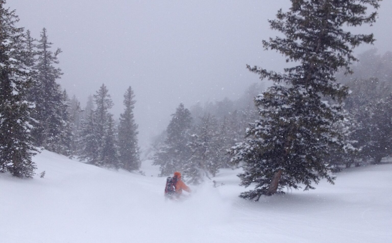 Wide open tree skiing in Argenta West Face