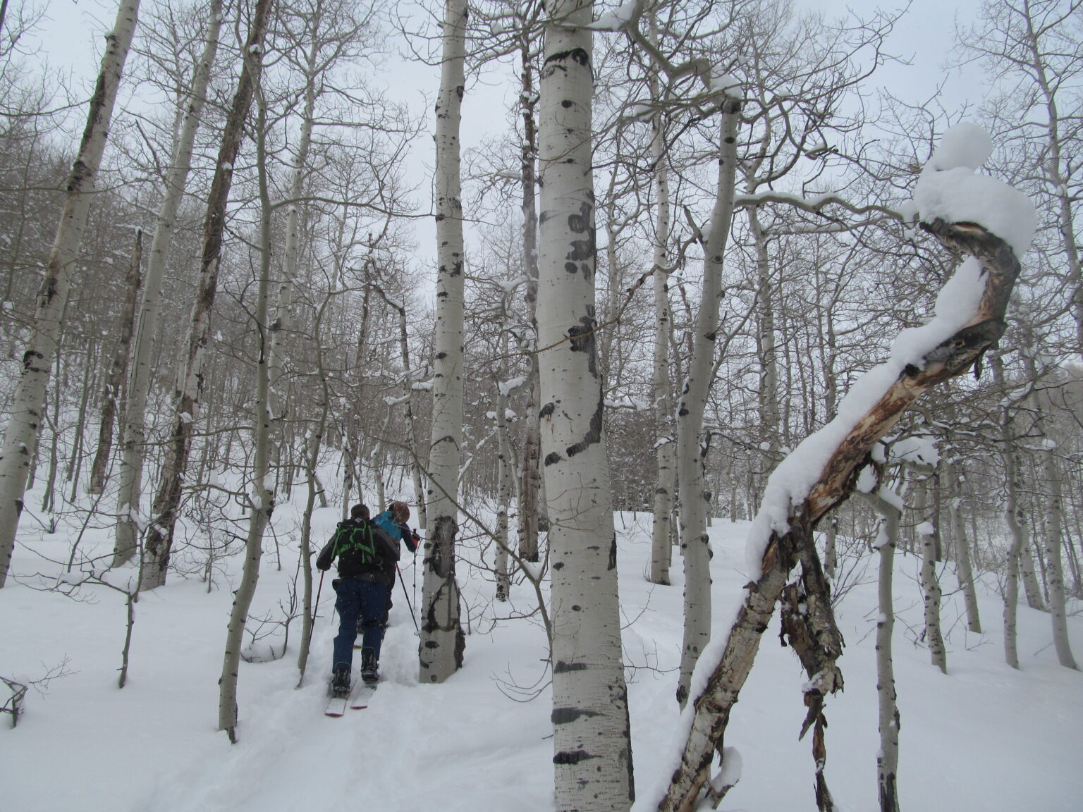 Ski touring up Butler Fork in the Wasatch Backcountry