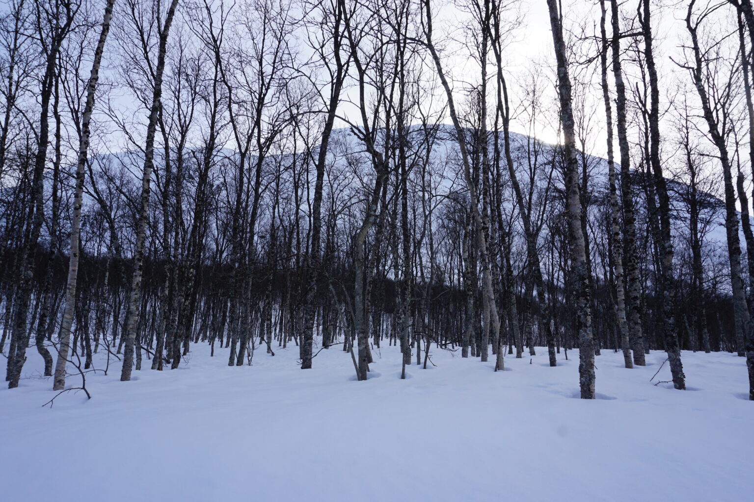 hiking through dense trees