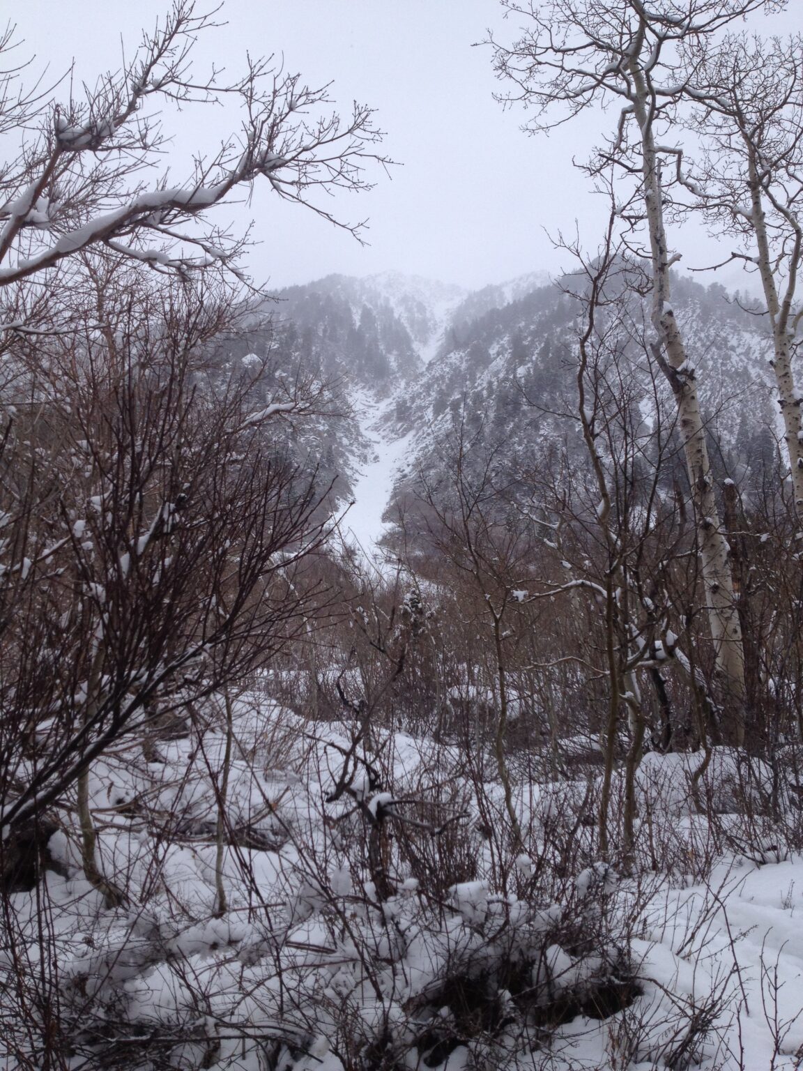 Looking back up the White Pine chute from the Little Cottonwood Canyon Road
